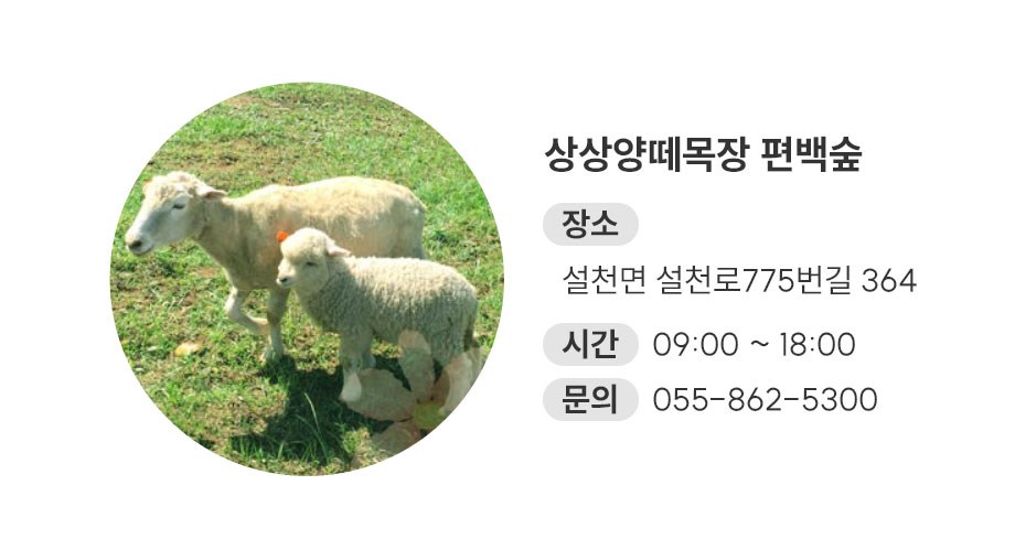 상상양떼목장 편백숲 보러가기