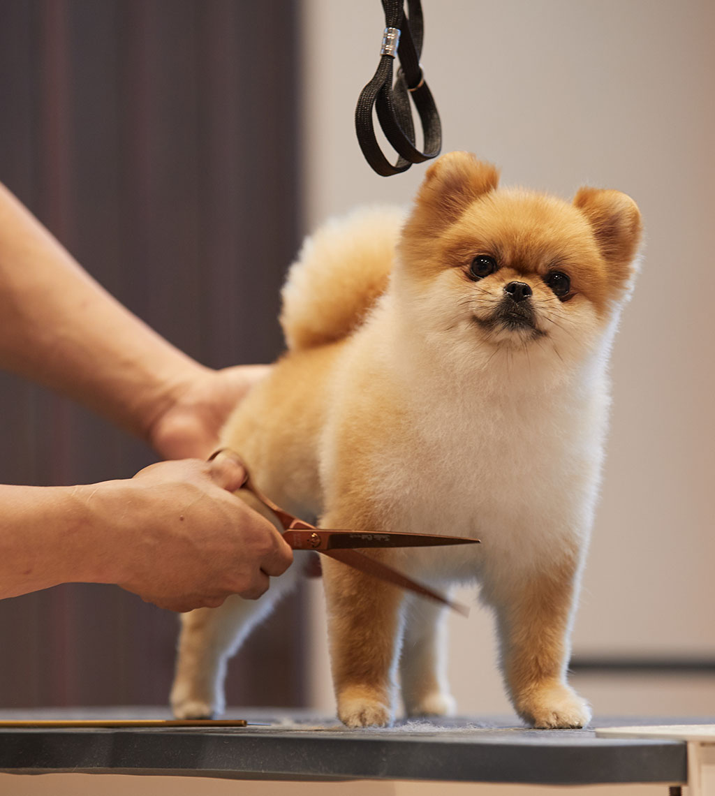 [사용금지] 소노캄_고양_소노펫_뷰티_01_세로.jpg