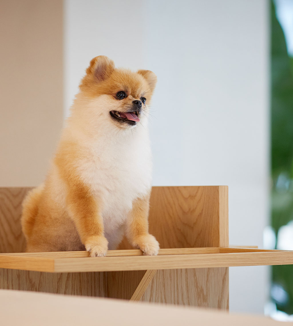 [사용금지] 소노캄_고양_띵킹독_03_세로.jpg